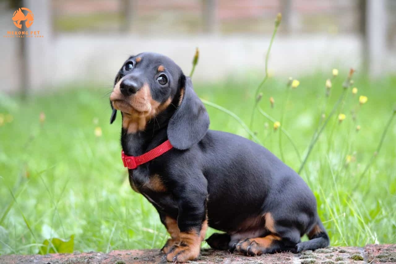 Trại Bán Giống Chó Lạp Xưởng - Chó Xúc Xích Dachshund Uy Tín Tại Tp HCM - Miền Nam